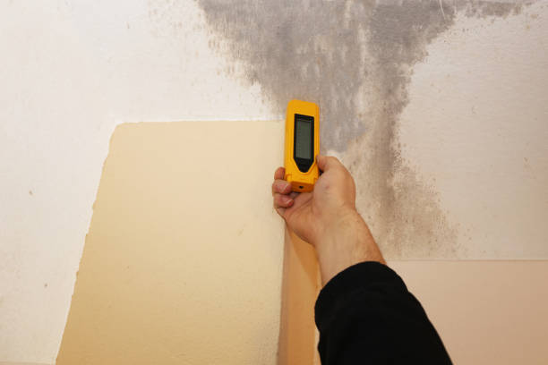 Best Mold Damage Restoration  in Fairbank, IA